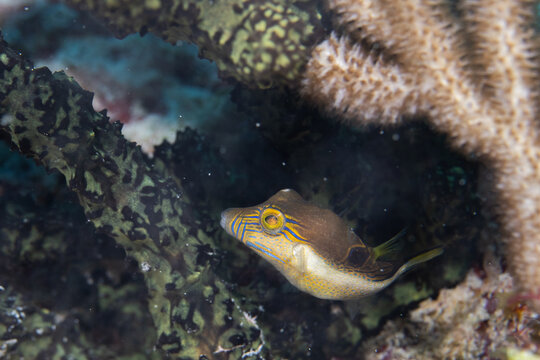Sharpnose puffer swimming in the reef