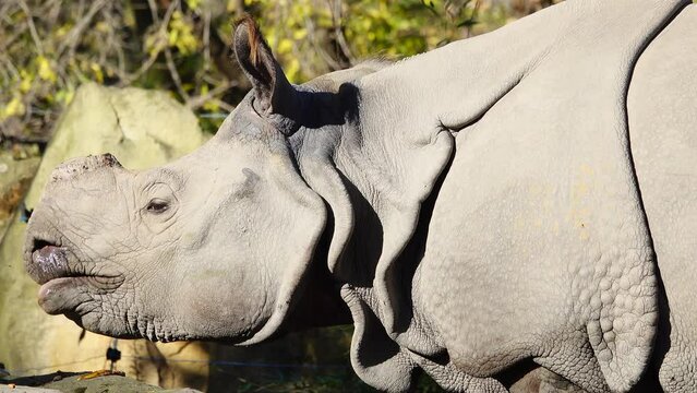 indian rhinoceros wiggles ears sideways