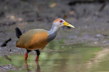 Russet-naped Wood-rail
