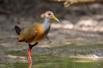Russet-naped Wood-rail