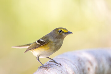 White eyed vireo closeup on a perch