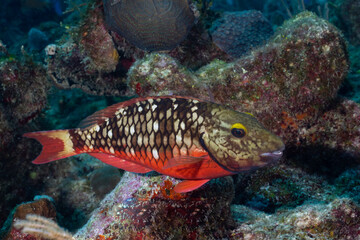 Naklejka na ściany i meble Juvenile stoplight parrotfish on a reef