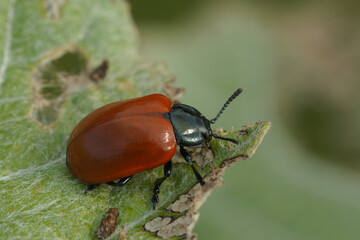 Closeup on the colorful red Poplar leaf beetle, Chrysomela populi, eating from a Populus alba leaf