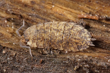 Closeup on an abnormal colored rough wood-louse, Porcellio scaber sitting on wood