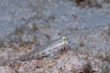 Sand-canyon goby on ocean floor