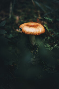 Vertical shallow focus of a small mushroom on the ground