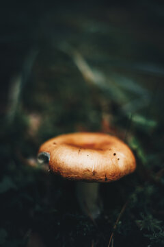 Vertical selective focus of a small wild mushroom on the ground in a forest on a blurred background