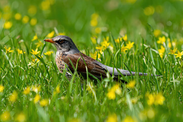 Turdus pilaris sitting in the green spring grass - A songbird about the size of a blackbird, with a slender body, a relatively long tail and a thin, pointed bill.