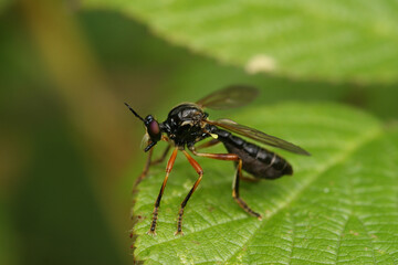 Natural closeup on the Scarce Red-legged Robberfly, Dioctria cothurnata sitting on a leaf