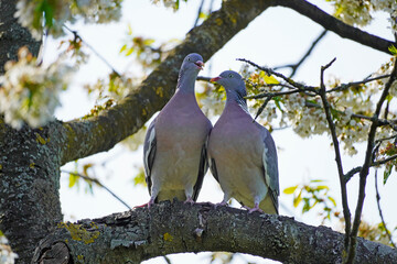 Pair of wood pigeons (Columba palumbus) perched on a cherry tree branch