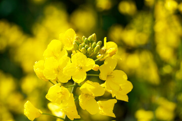 Closeup shallow focus shot of yellow rape blossom flowers