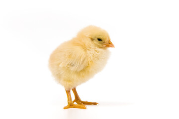 one cute little newborn baby chick isolated on white background