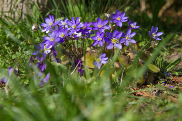 Liverleaf (Hepatica) plant blooming in early spring