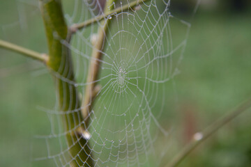 Spiderweb covered with dew in a garden in early spring