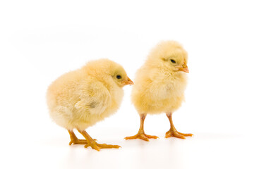 cute little newborn baby chick isolated on white background