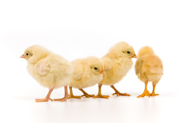 cute little newborn baby chick isolated on white background