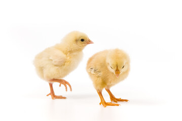 cute little newborn baby chick isolated on white background