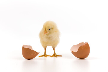 Yellow chick hatching from egg isolated on white background
