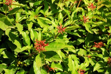 Beautiful green forest scenery within the urban landscape