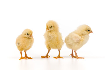 Yellow chick hatching from egg isolated on white background