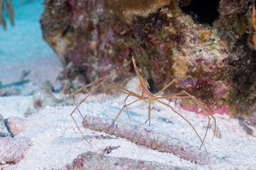 Yellowline arrow crab on ocean floor