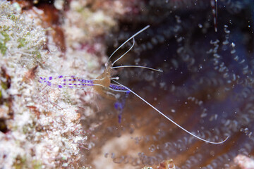 Pederson cleaner shrimp in reef
