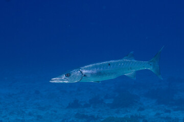 Great barracuda 