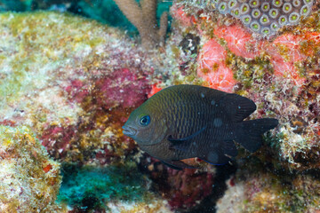 Obraz na płótnie Canvas Threespot damselfish on colorful reef