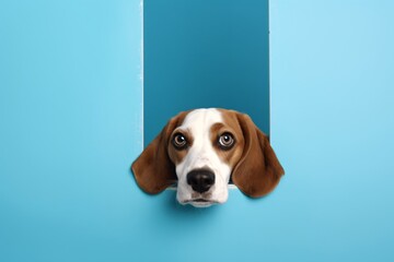 Portrait of a cute Beagle dog isolated on minimalist background with copy space/negative space