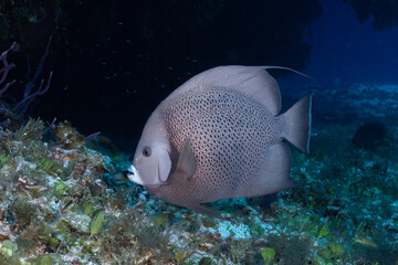 Naklejka na ściany i meble Gray angelfish on the reef