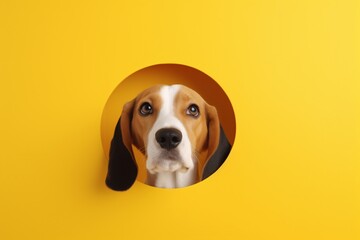 Portrait of a cute Beagle dog isolated on minimalist background with copy space/negative space
