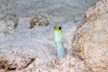 Yellow-headed jawfish coming out of burrow 