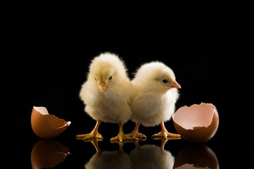 Yellow chick hatching from egg on black background