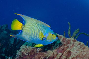 Fototapeta na wymiar Queen angelfish