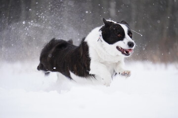 border collie dog in snow