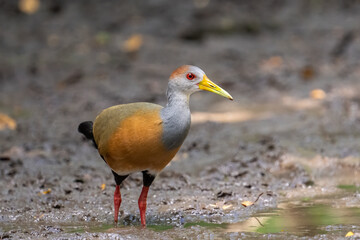 Russet-naped wood-rail