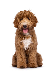 Cute Cobberdog aka Labradoodle dog, sitting up facing front. Looking curious towards camera. isolated on white background. Tongue out.