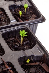 seedling trays with sprouting seeds on white