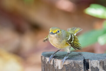 White eyed vireo closeup on a perch