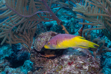 Naklejka na ściany i meble Spanish hogfish swimming over reef