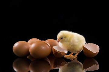 Yellow chick hatching from egg on black background © zhikun sun