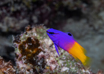 Fototapeta na wymiar Fairy basslet swimming on reef