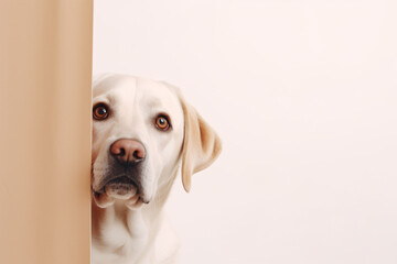 Portrait of a cute Labrador Retriever dog isolated on minimalist background with copy space/negative space