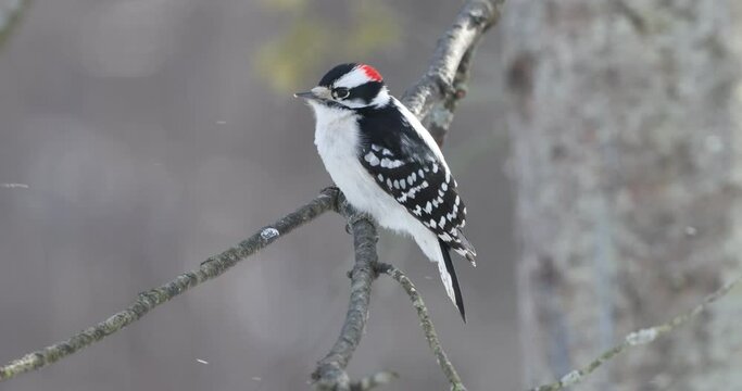 Downy woodpecker perching on tree branch and looking around during snow