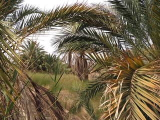 Dahab Oasis , lots of palm trees into the mountains of dahab city, Sinai , Egypt 