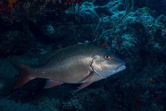 Mutton snapper swimming in reef