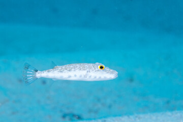 Bandtail puffer swimming in the reef © Griffin