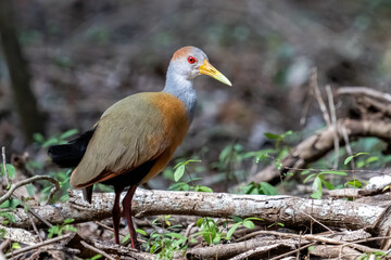 Russet-naped wood-rail