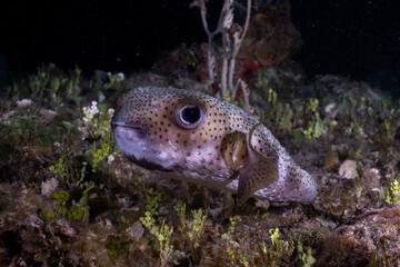 Porcupinefish swimming in the reef