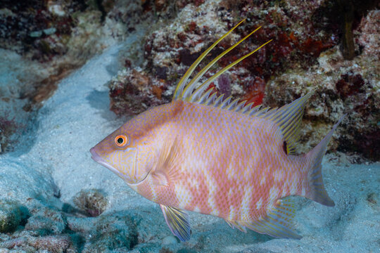 Juvenile hogfish swimming in the reef